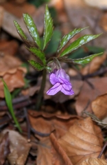 Cardamine glanduligera
