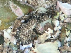 Phrikoceros