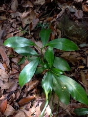 Acronychia oblongifolia