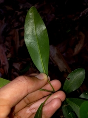 Acronychia oblongifolia