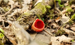 Sarcoscypha austriaca