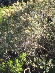 Tarchonanthus littoralis