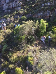 Tarchonanthus littoralis
