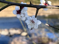 Prunus mume