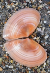 Bosemprella incarnata