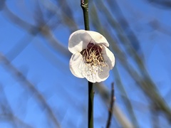 Prunus mume