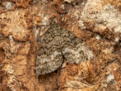 Pseudocoremia indistincta