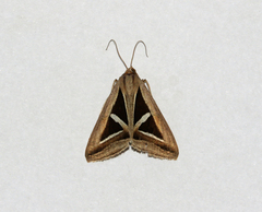 Trigonodes exportata