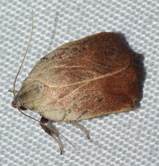 Tortricopsis pyroptis