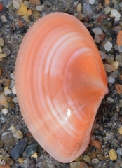 Bosemprella incarnata