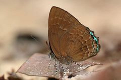 Simiskina pharyge