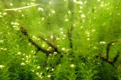 Fontinalis antipyretica
