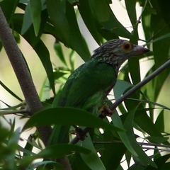 Psilopogon lineatus