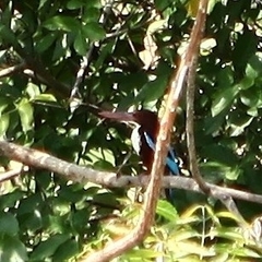 Halcyon smyrnensis perpulchra