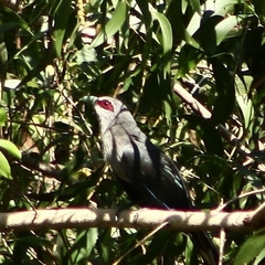 Phaenicophaeus tristis