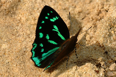 Simiskina pharyge