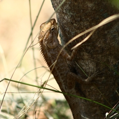 Calotes versicolor