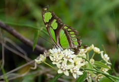 Philaethria wernickei