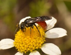 Sphecodes albilabris
