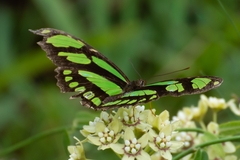 Philaethria wernickei