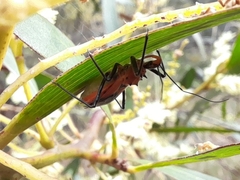Gminatus australis