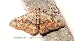 Paragona multisignata