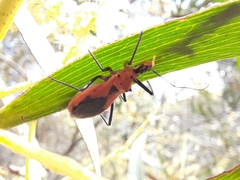 Gminatus australis