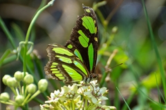 Philaethria wernickei