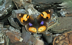 Junonia hierta cebrene