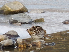 Gallinago gallinago