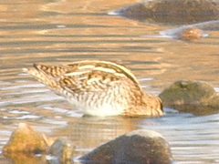 Gallinago gallinago