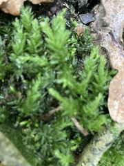 Mnium hornum