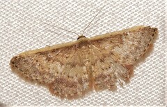 Idaea nephelota