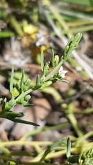 Thesium australe