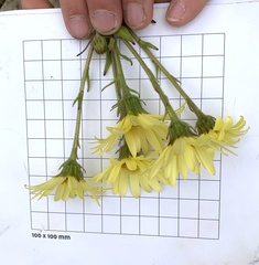 Dolichoglottis lyallii