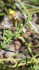 Thesium australe