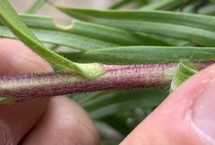 Dolichoglottis lyallii