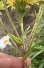 Dolichoglottis lyallii