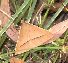 Epidesmia chilonaria