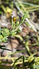 Thesium australe