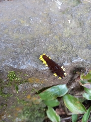 Gynautocera rubriscutellata