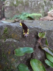 Gynautocera rubriscutellata