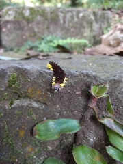 Gynautocera rubriscutellata