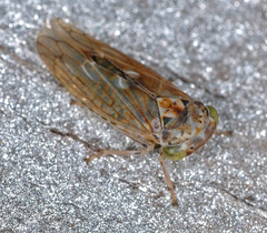 Idiocerus lituratus