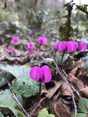Cyclamen coum