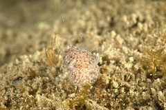 Acanthodoris pilosa