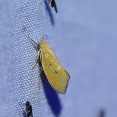 Lepidotarsa chrysopoca