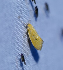 Lepidotarsa chrysopoca