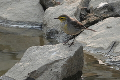 Motacilla citreola