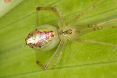 Thwaitesia nigronodosa
